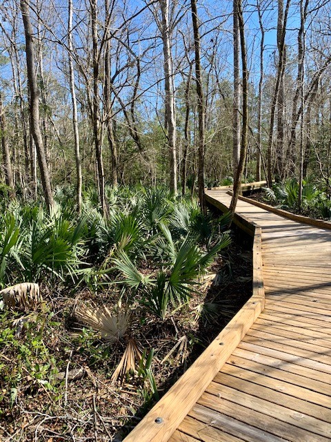 Palmetto Creek Nature Trail 2