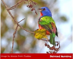 Painted Bunting