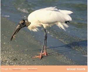 Wood Stork